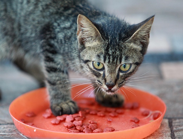 Healthiest Cat Food Consumer Reports
