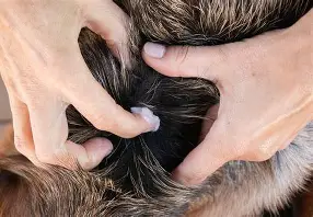 How to Stop Dog From Itching and Scratching